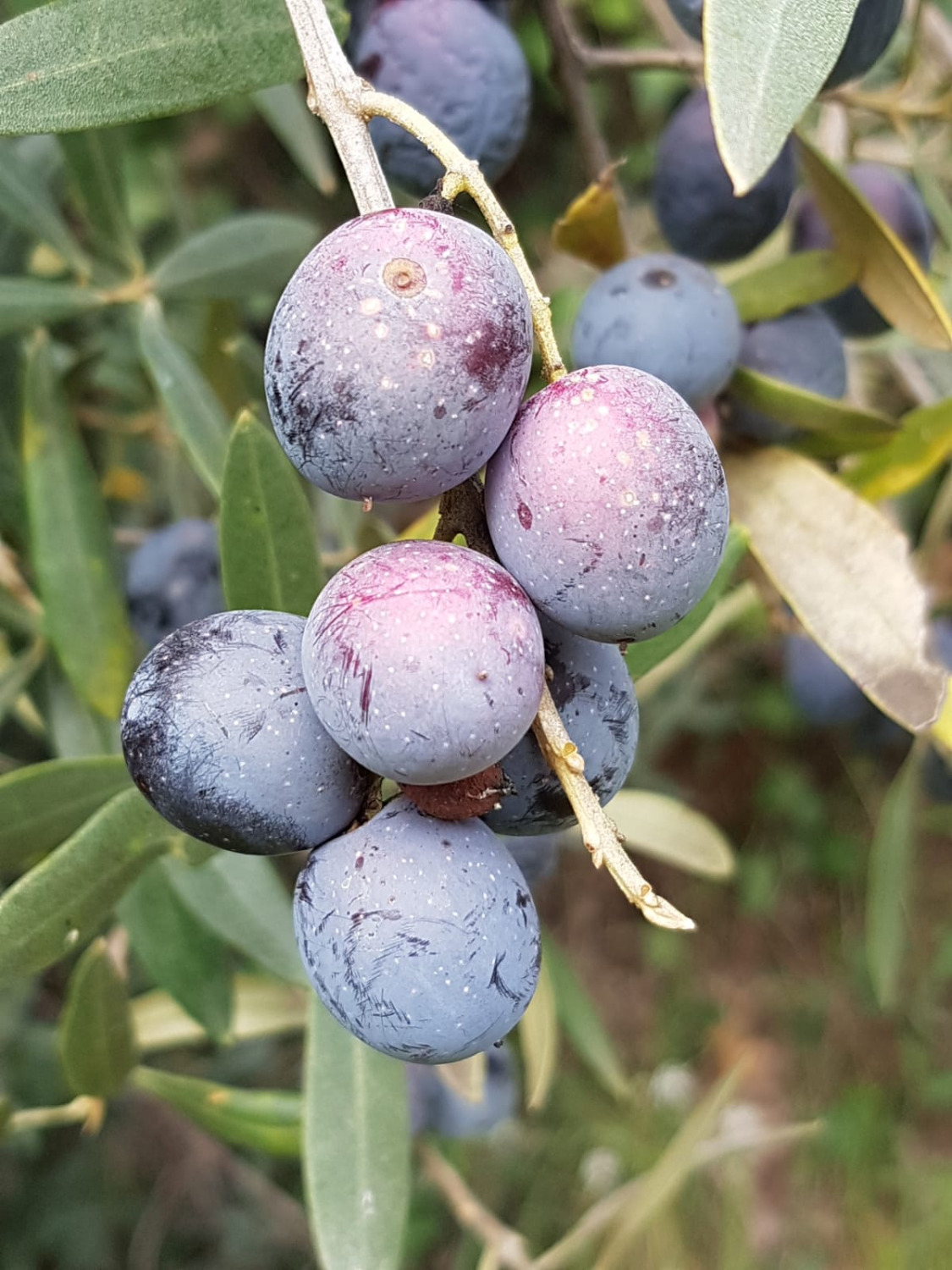 Azienda agricola per la coltivazione in vendita