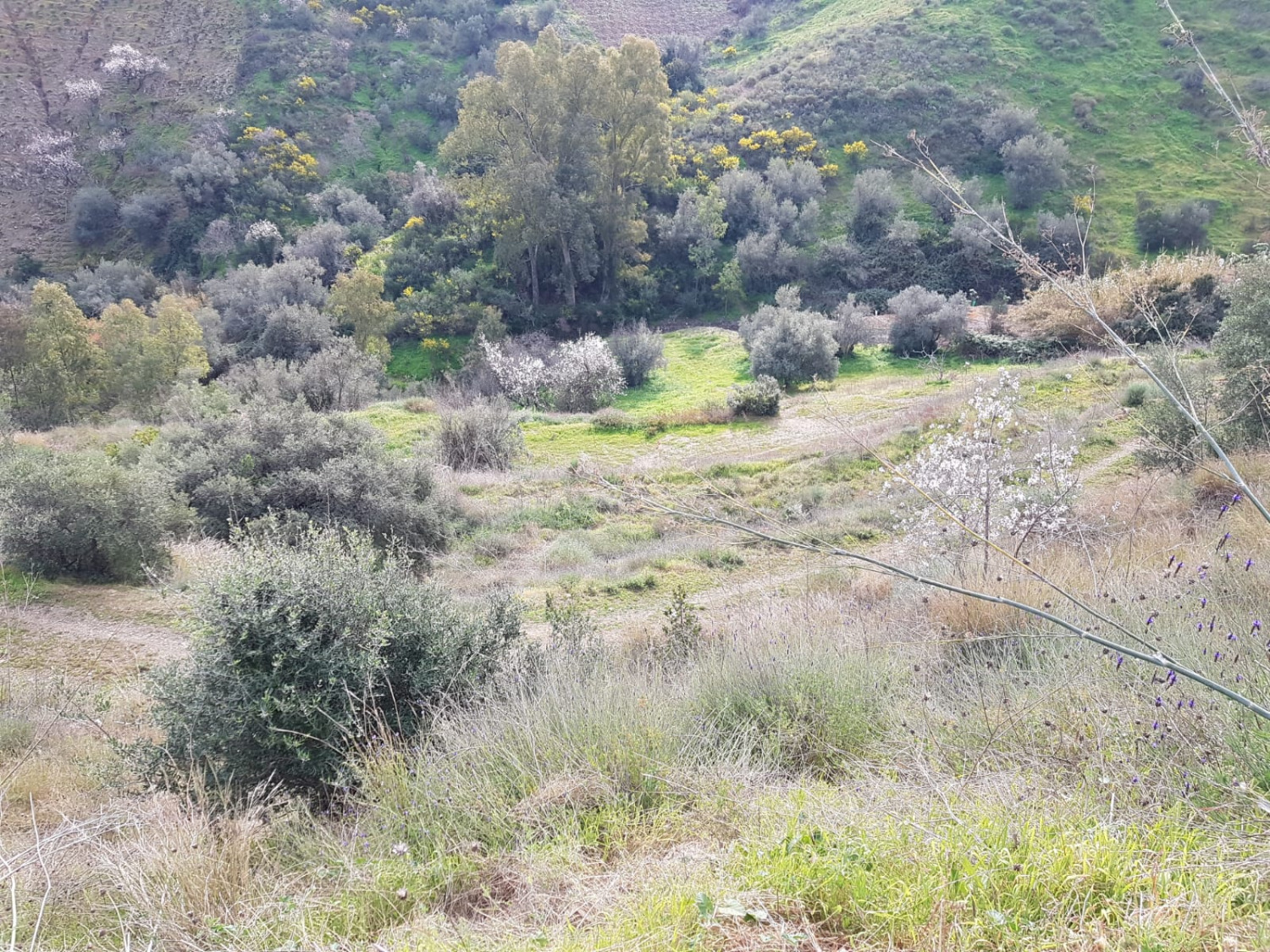 Se vende finca para cultivo