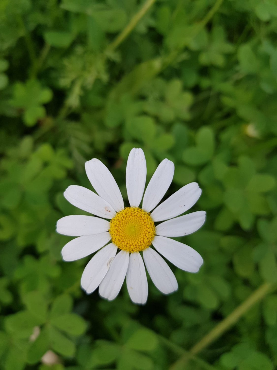 Bauernhof zum Anbau zu verkaufen